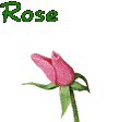 rose